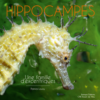 hippocampes - Nausicaà - Opalivres - Littérature Jeunesse