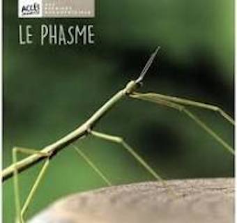 le phasme-opalivres-littérature jeunesse