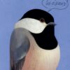 Les oiseaux -Opalivres-Littérature jeunesse